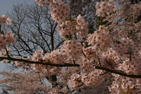 花の集まり