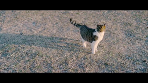 欅坂46 『ゼンマイ仕掛けの夢』 397