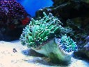 ハナサンゴグリーン
