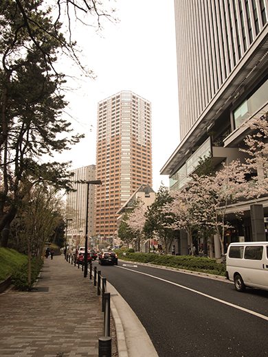 外濠公園の桜を見ながら坂道も2