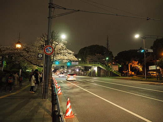 九段坂の夜桜と千鳥ヶ淵1