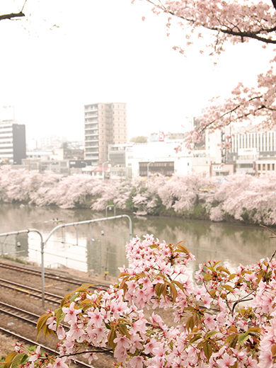 外濠公園の桜を見ながら坂道も6