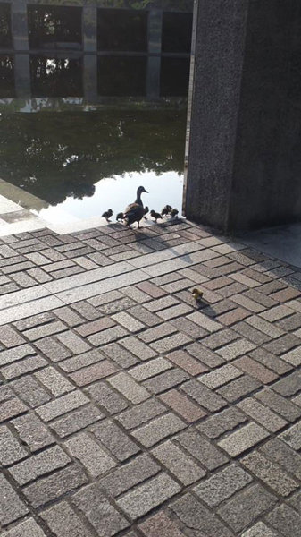 パルテノン多摩の大階段7