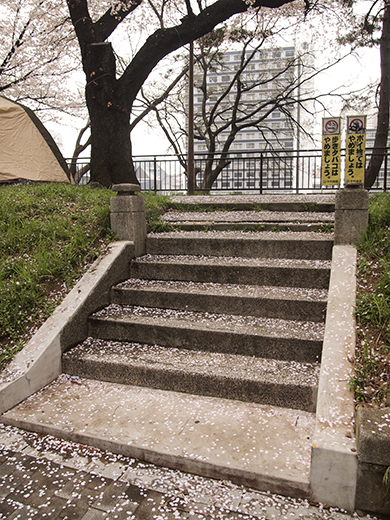 外濠公園の桜を見ながら坂道も3