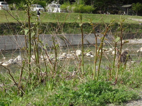 DSC05993