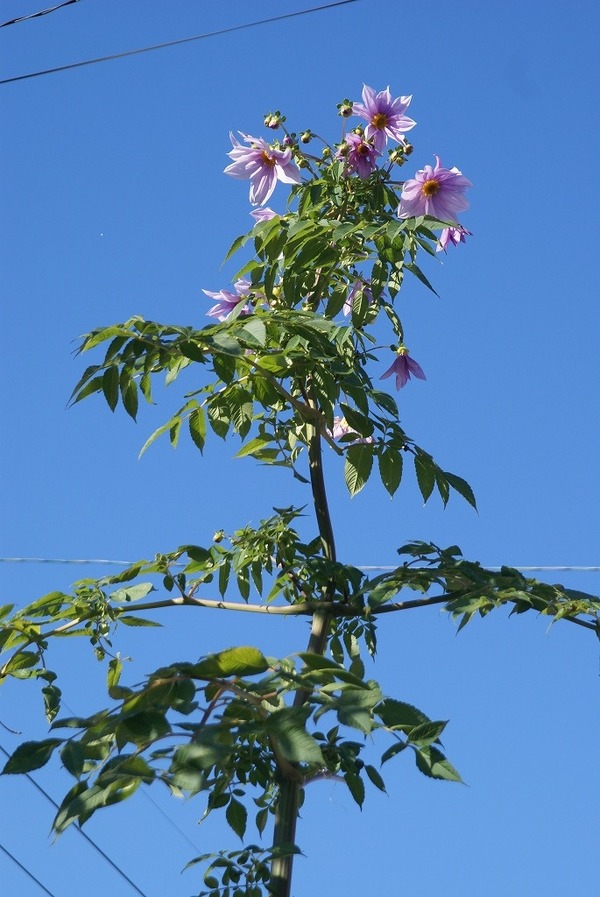 DSC00338