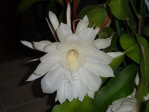 DSC01163