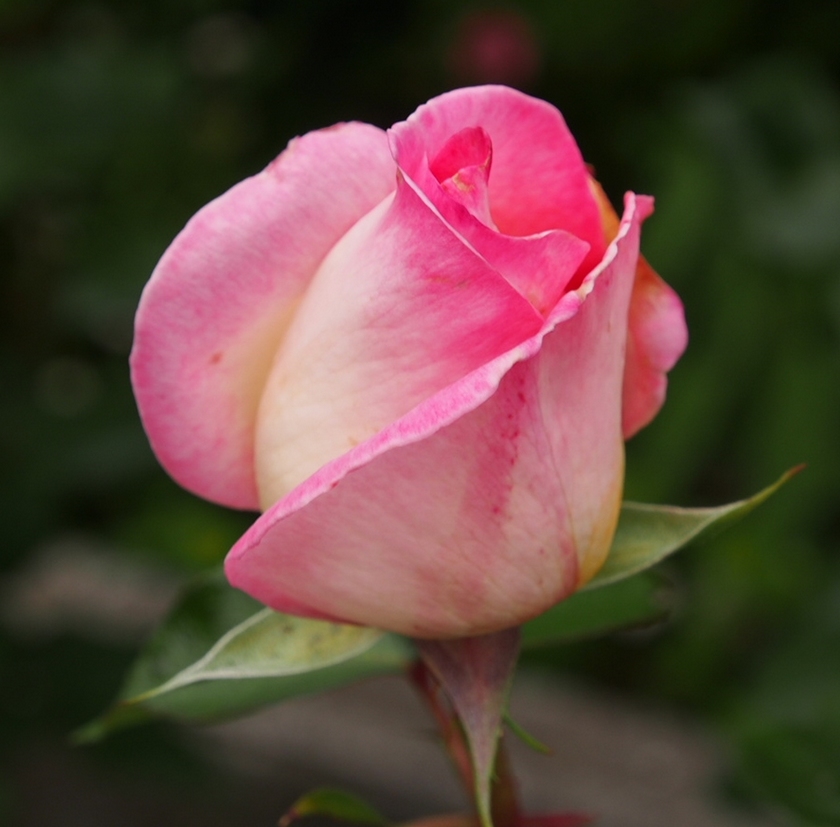 Princesse de Monaco 1