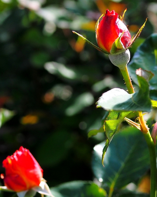 真紅の蕾は情熱