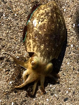 モンゴウイカ