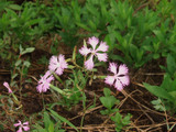kawaranadeshiko_1