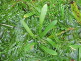 urikawa