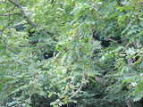 onigurumi_1