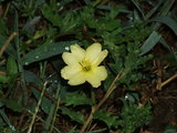 oobanakomatsuyoigusa