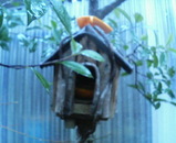 鳥小屋