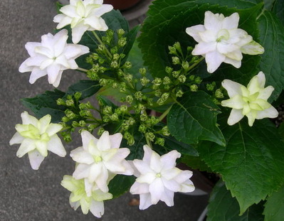 DSCN89480001_1