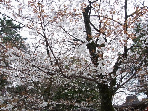 20130322cx (8)