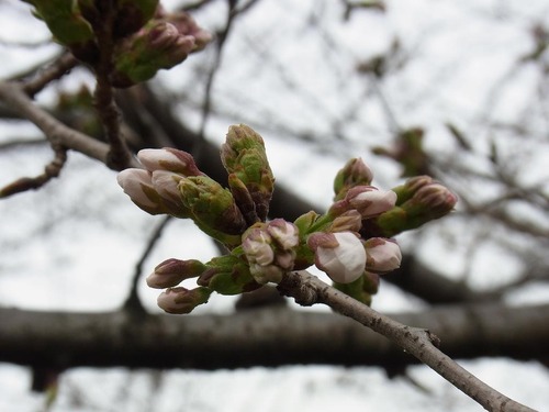 20130322cx (3)