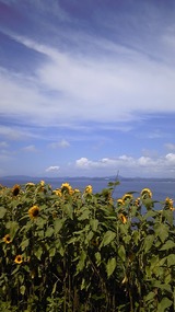 c8e027b5.jpg
