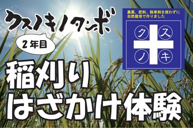 クスノキノタンボ-OL