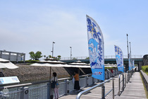 鹿児島イルカ7
