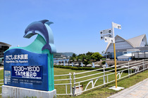 鹿児島イルカ5