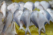 魚マレーシア2