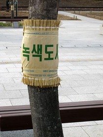 韓国こも1