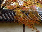 京都紅葉1