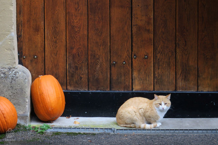 ドイツ・ねこ歩き2