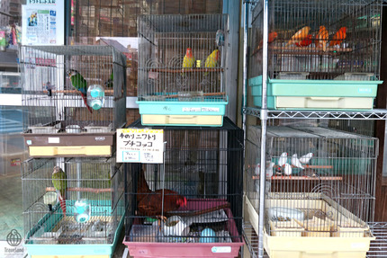 小鳥屋1