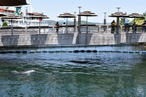 鹿児島イルカ6