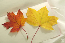ドイツの紅葉4