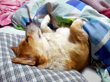おっさん犬