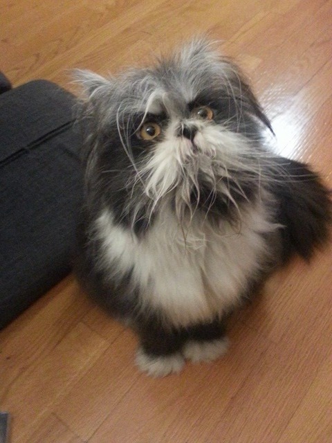 犬猫0