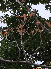 IMG_1952