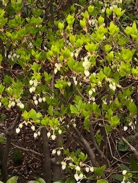 IMG_1951