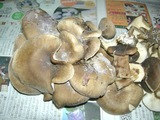 �ϥ������᥸