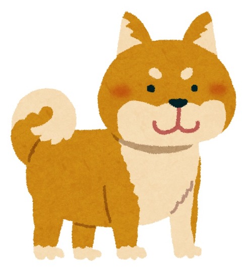 shibainu_brown