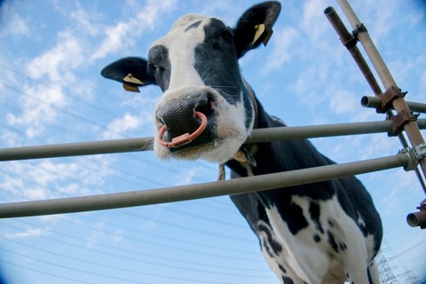 mizuho17810DSC_0359_TP_V1