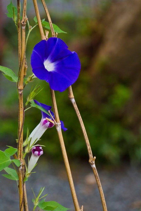 PPS_aokusakuasagao_TP_V1