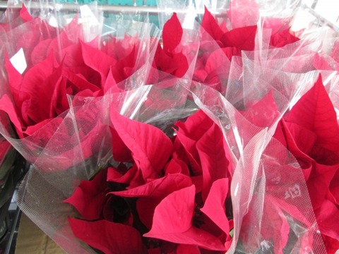 805dc2bbbb1346316ea1dd902971c560_s