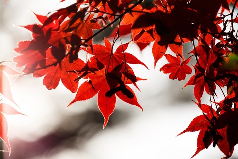 AME863_momiji_TP_V