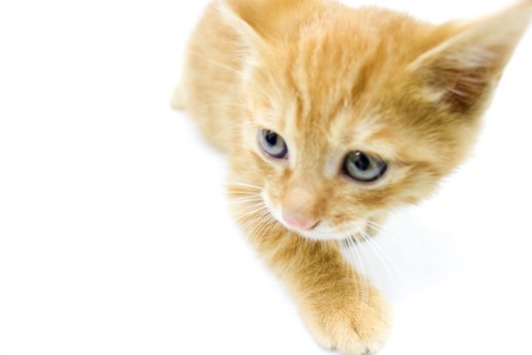 N811_arukidasukonekocyan_TP_V