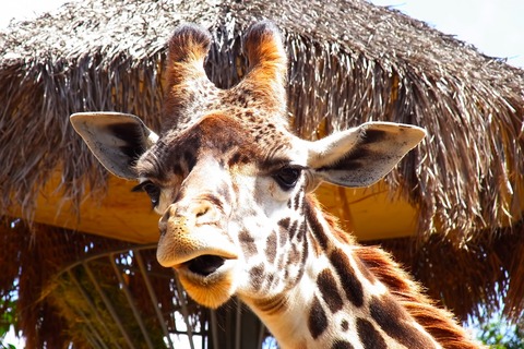 PPP_toboketahyoujyounokirin_TP_V