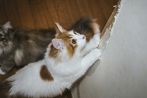 kabetumecatIMGL6544_TP_V1
