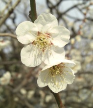 白梅