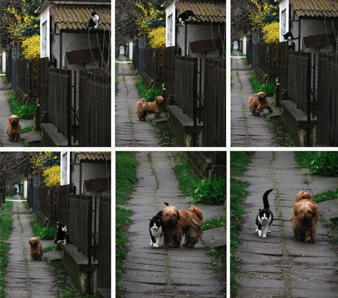 daily_walkie_wizda_cat
