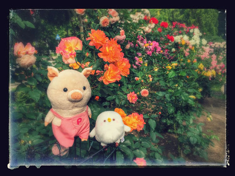20160623_org09