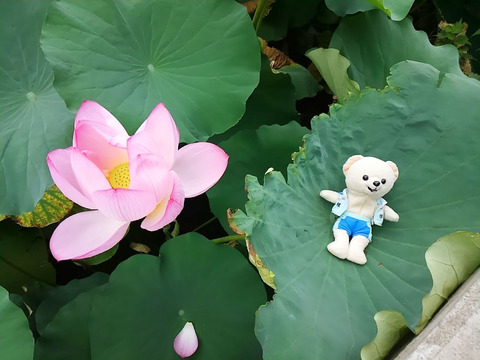 20160901_hasu04